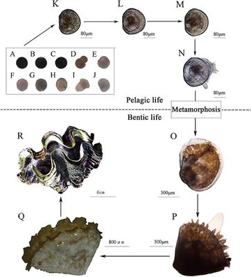 Effects of Symbiodiniaceae Phylotypes in Clades A–E on Progeny Performance of Two Giant Clams (Tridacna squamosa and T. crocea) During Early History Life Stages in the South China Sea